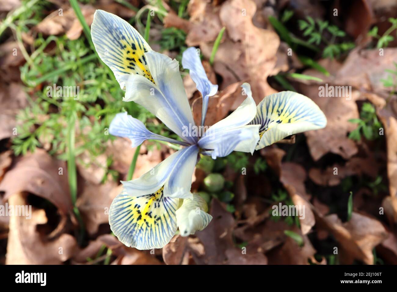 Iris reticulata ‘Katharine Hodgkin‘ Zwerg Iris Katharine Hodgkin - hellblaue Iris, dunkelblaue Adern, gelber Halo, gelbe Rippen, Februar, England, Großbritannien Stockfoto