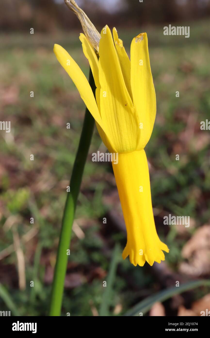Narcissus Cyclamineus Division 13 Botanischer Name nur gelbe Narzissen mit voll reflexierten Blütenblättern, Februar, England, Großbritannien Stockfoto