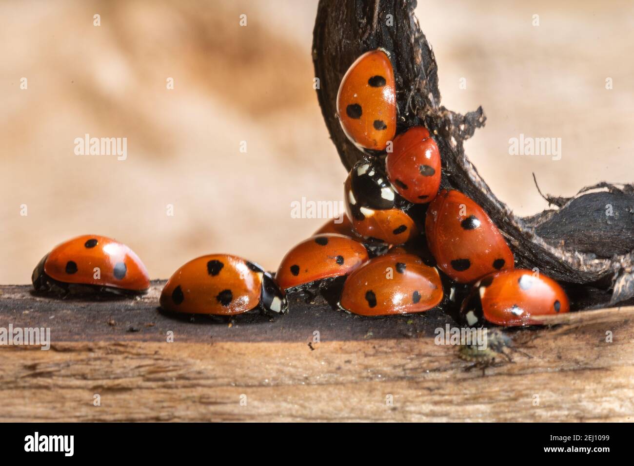 Nest von Marienkäfer Stockfoto