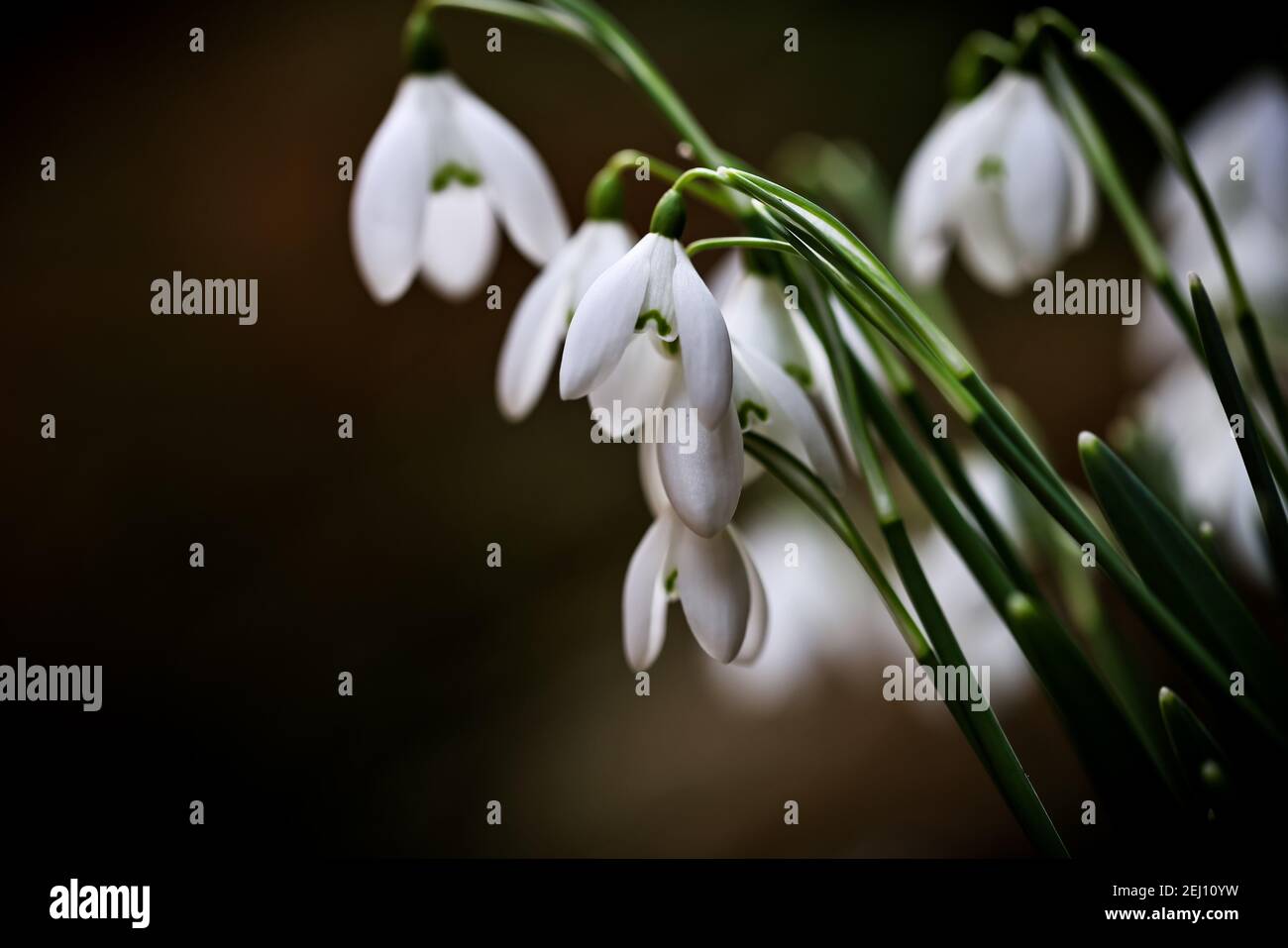 Galanthus nivalis in English Gardens Stockfoto