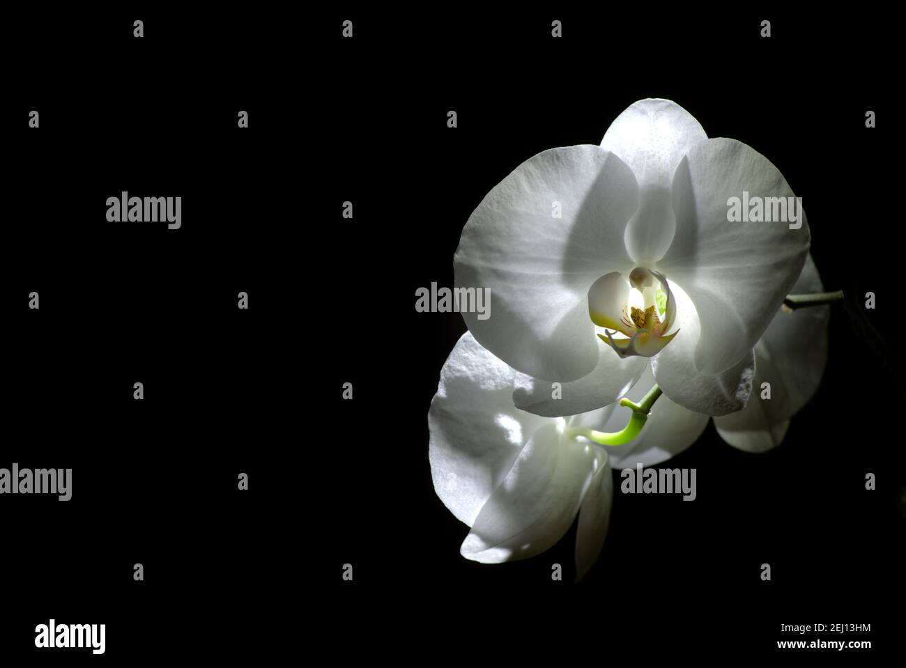 Weiße Blüten der Orchidee mit schwarzem Hintergrund Stockfoto