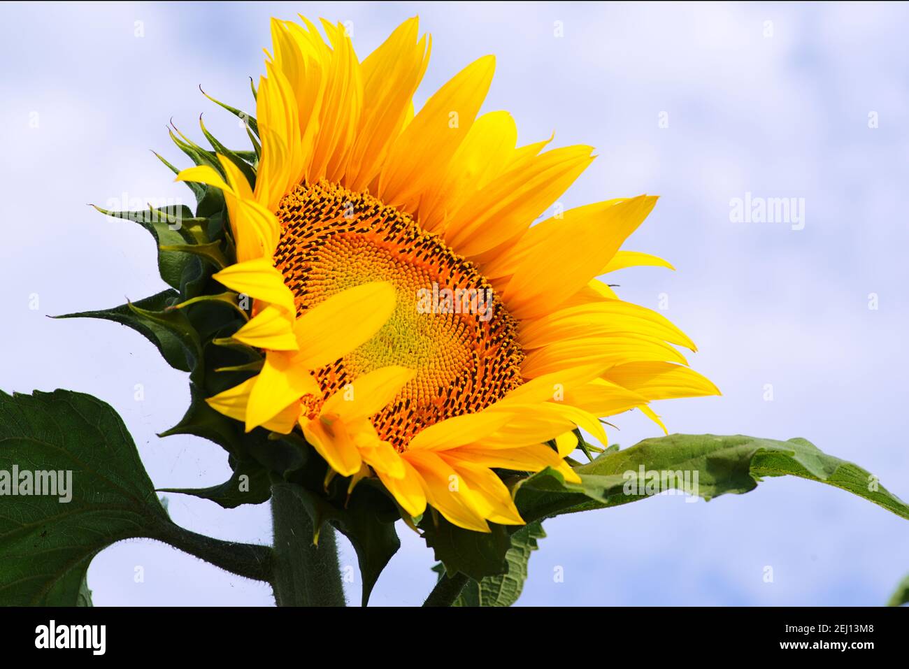 Blick auf Sonnenblume von unten mit blauem Himmel und Weiße Wolken Hintergrund Stockfoto