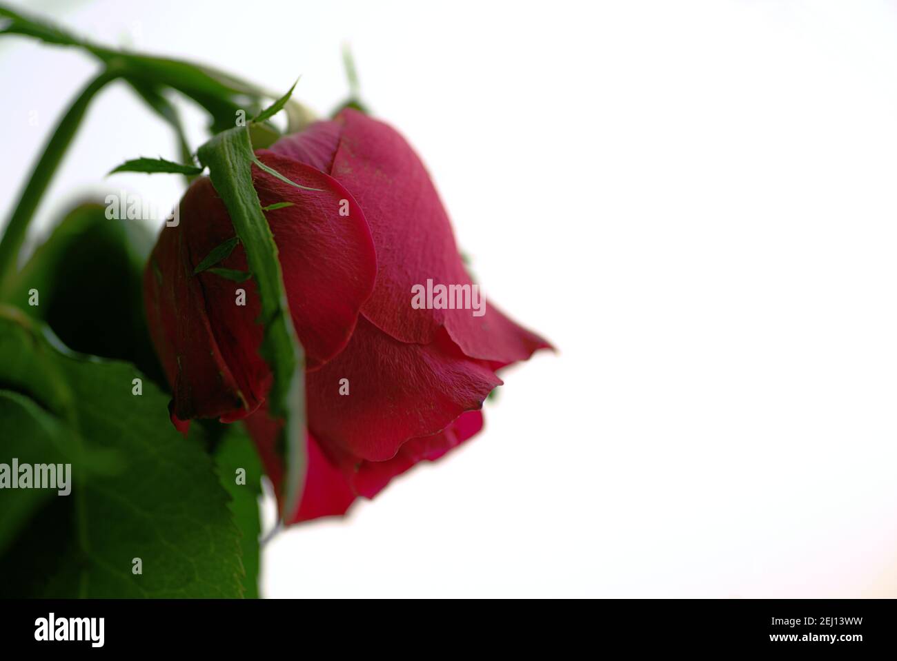 Game Over - Ende der Liebe, verwelkte rote Rose mit weißem Hintergrund Stockfoto