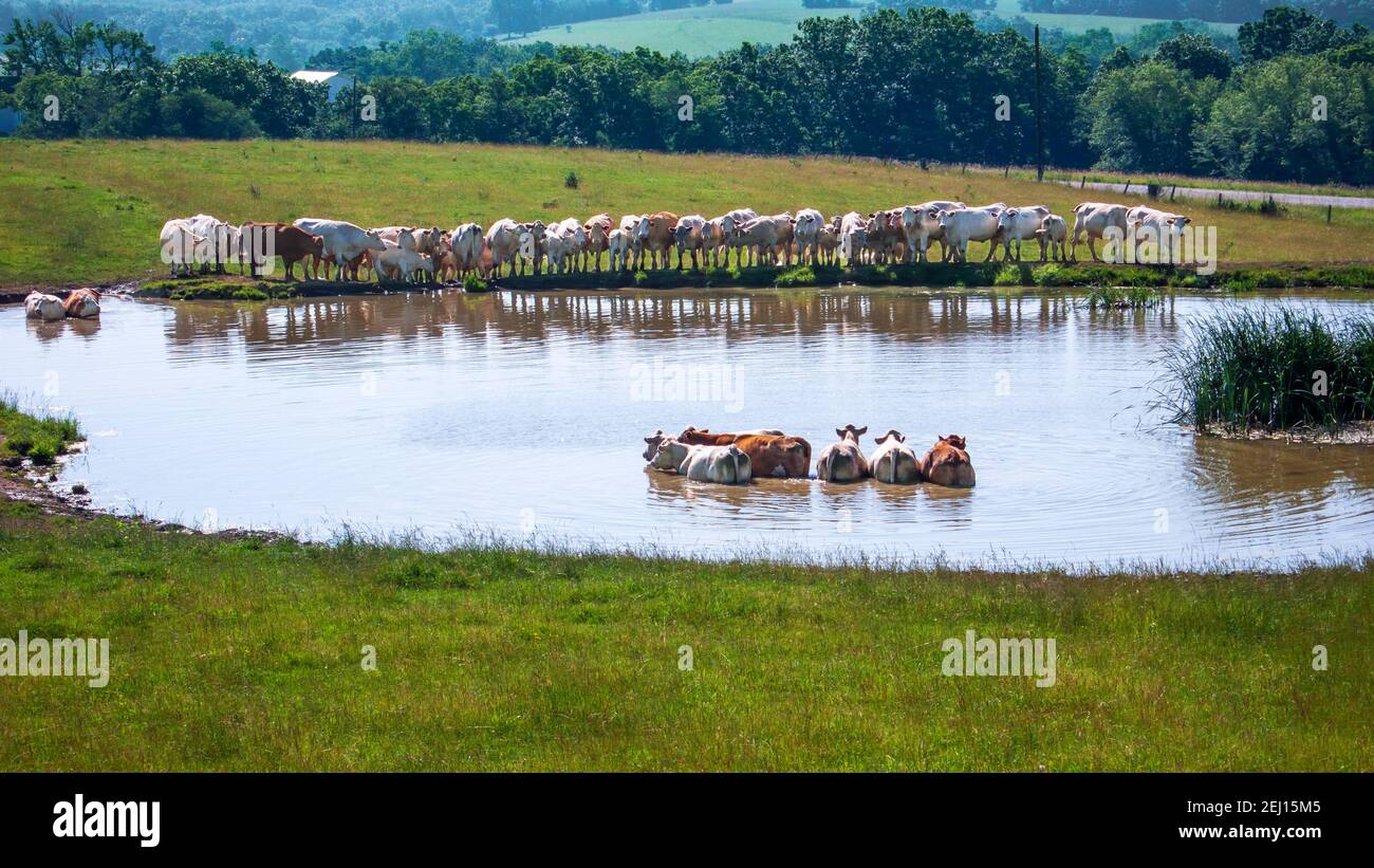 Komm rein, das Wasser ist in Ordnung! Farm Teich in SE Iowa. Stockfoto