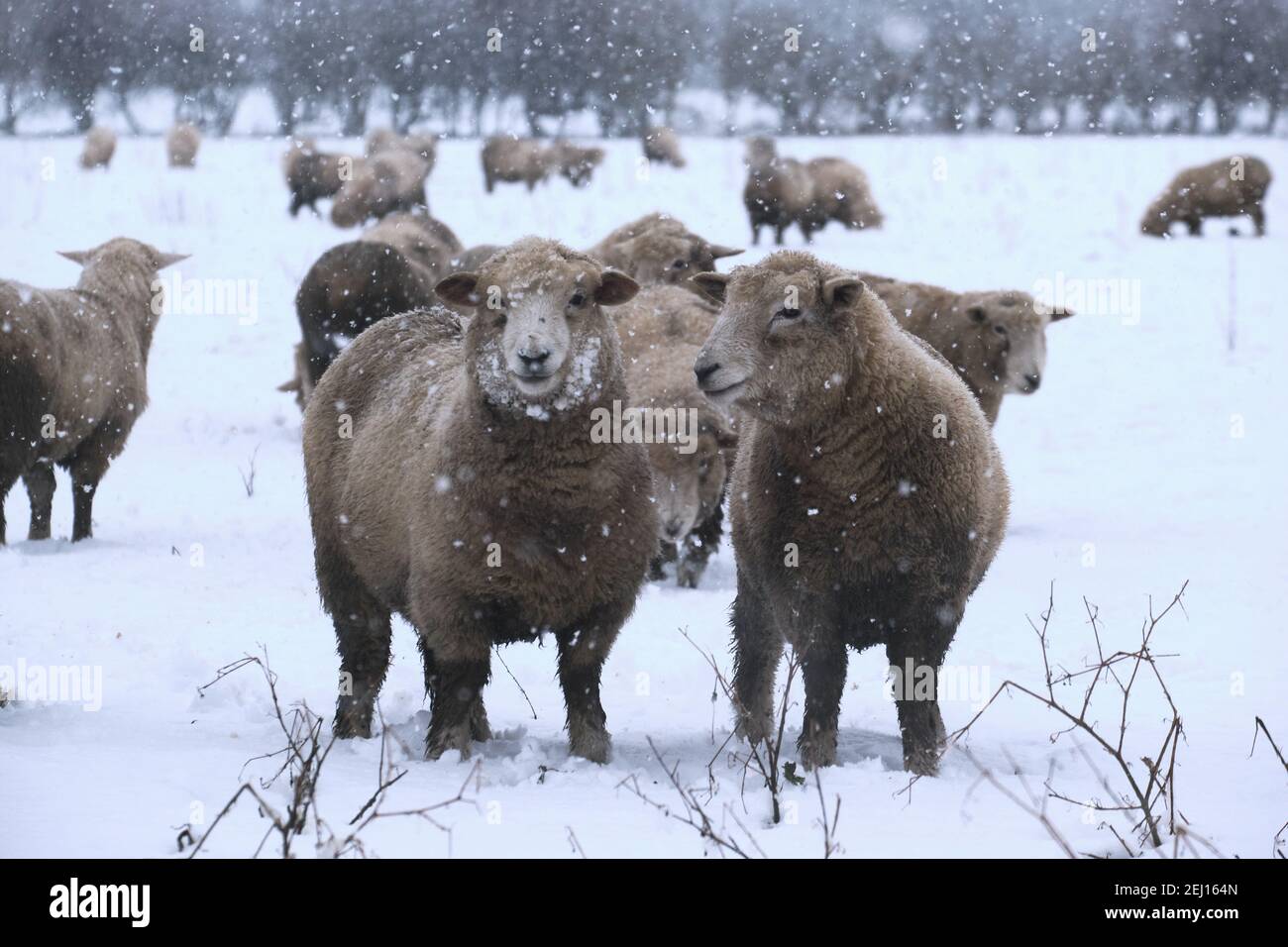 Unsere Wolle hält uns warm! Schafe an einem verschneiten Tag! Stockfoto