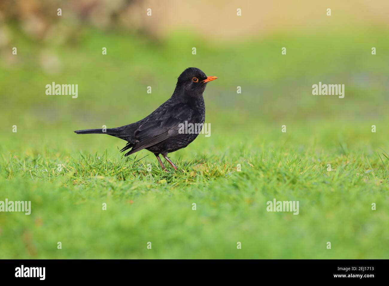 Ein erwachsener männlicher gemeiner oder eurasischer Amsel (Turdus merula) In einem Garten in Großbritannien Stockfoto