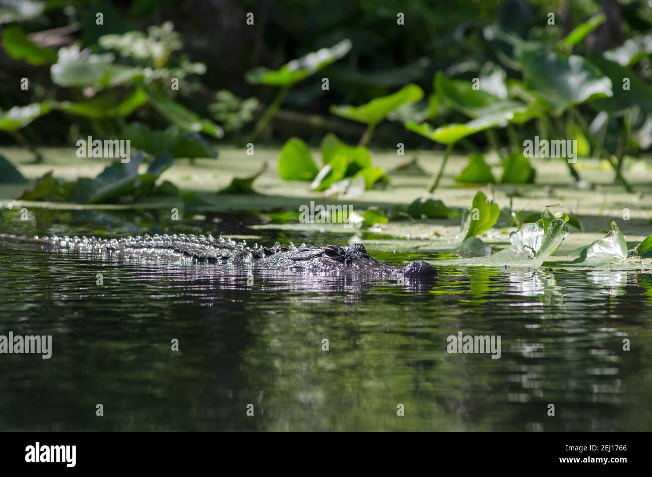 Ein amerikanischer Alligator schwimmend entlang der lilly Pads im Silver River im Silver Springs State Park, Florida, USA Stockfoto