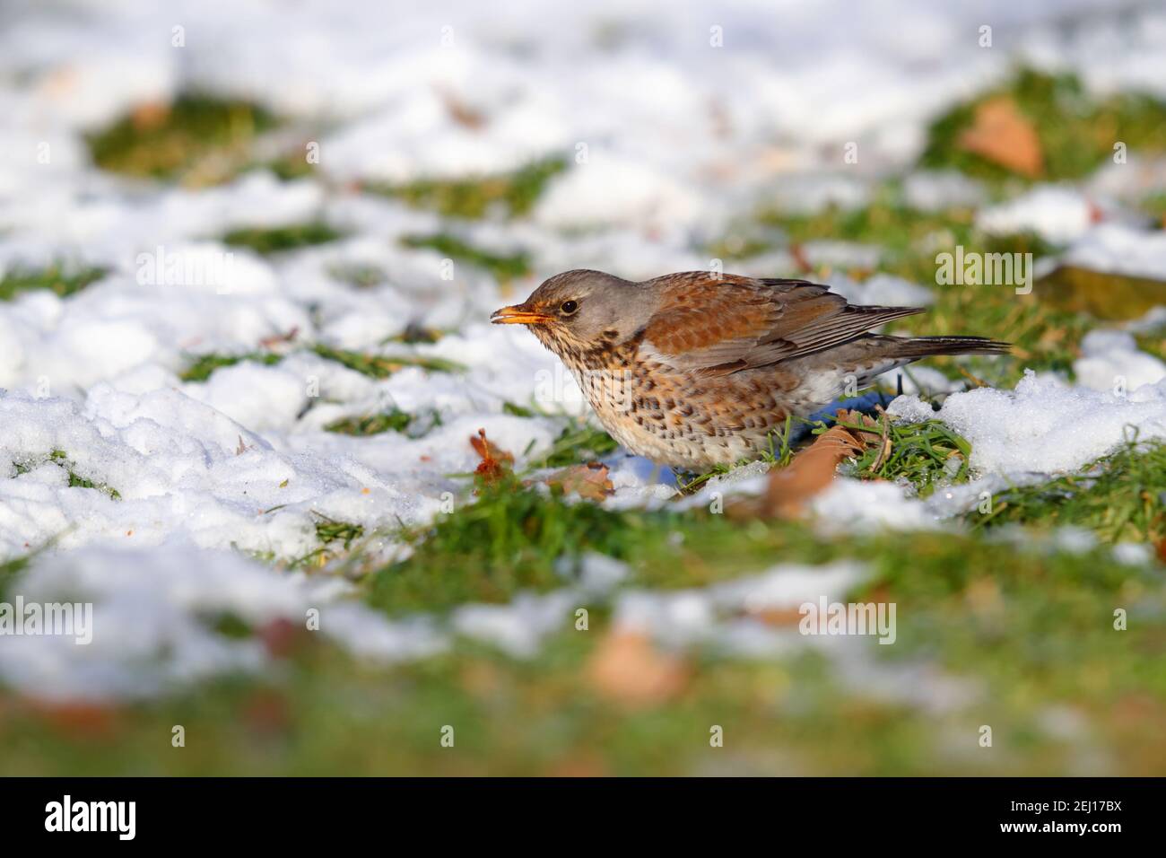 A Fieldfare (Turdus pilaris) Füttern von Äpfeln im Schnee im Winter in Großbritannien Stockfoto