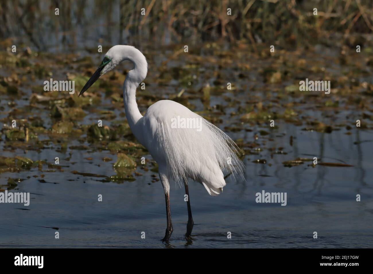 Nahaufnahme eines Osterreihers auf einem Teich unter Das Sonnenlicht mit einem verschwommenen Hintergrund Stockfoto