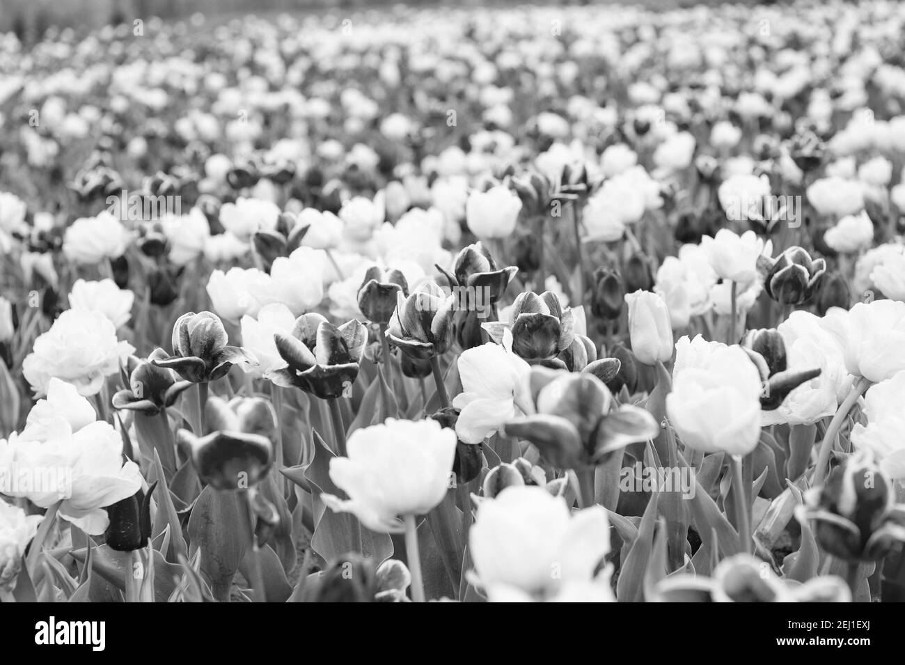 Land der Tulpen. Schönheit des blühenden Feldes. Berühmte Tulpenfest. Natur Hintergrund. Gruppe von bunten Urlaub Tulpe Blumenbeet. Blühende Tulpenfelder. Frühlings-Landschaftspark. Nur Bio. Stockfoto