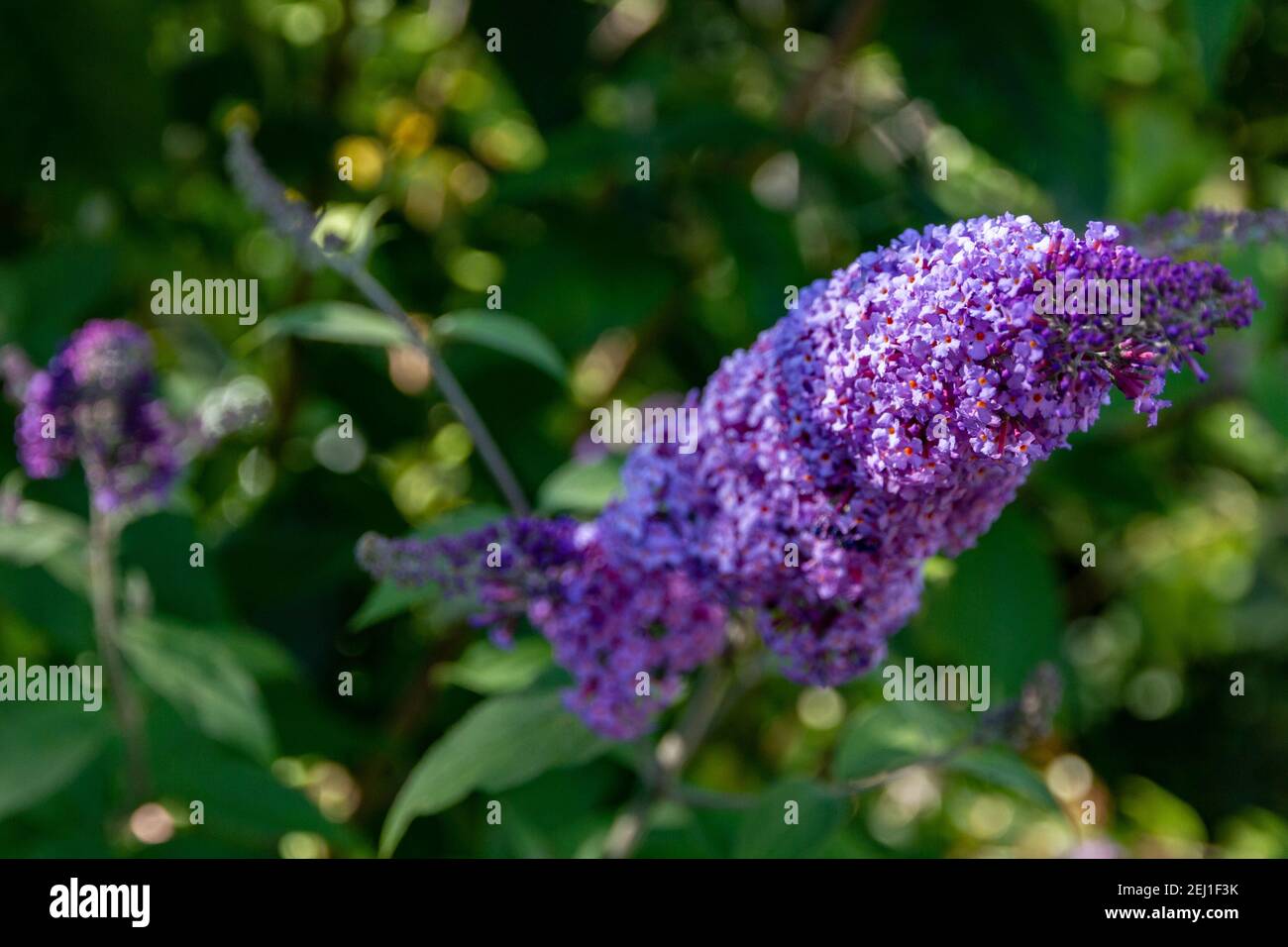 Blumen im busch Fotos und Bildmaterial in hoher Auflösung Alamy