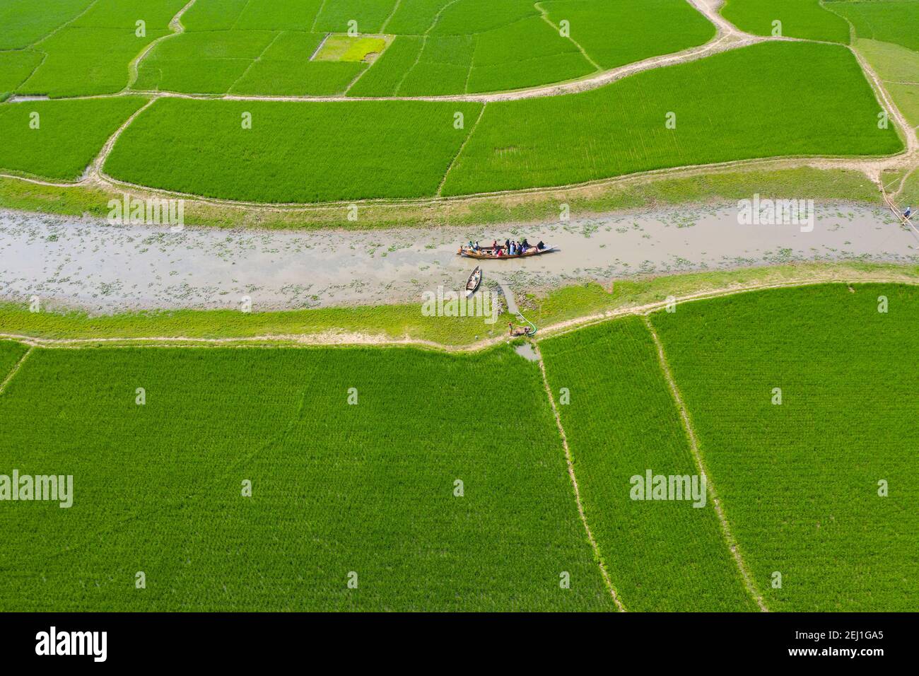 Luftaufnahme eines grünen Reisfeldes bei Brahmanbaria, Bangladesch Stockfoto