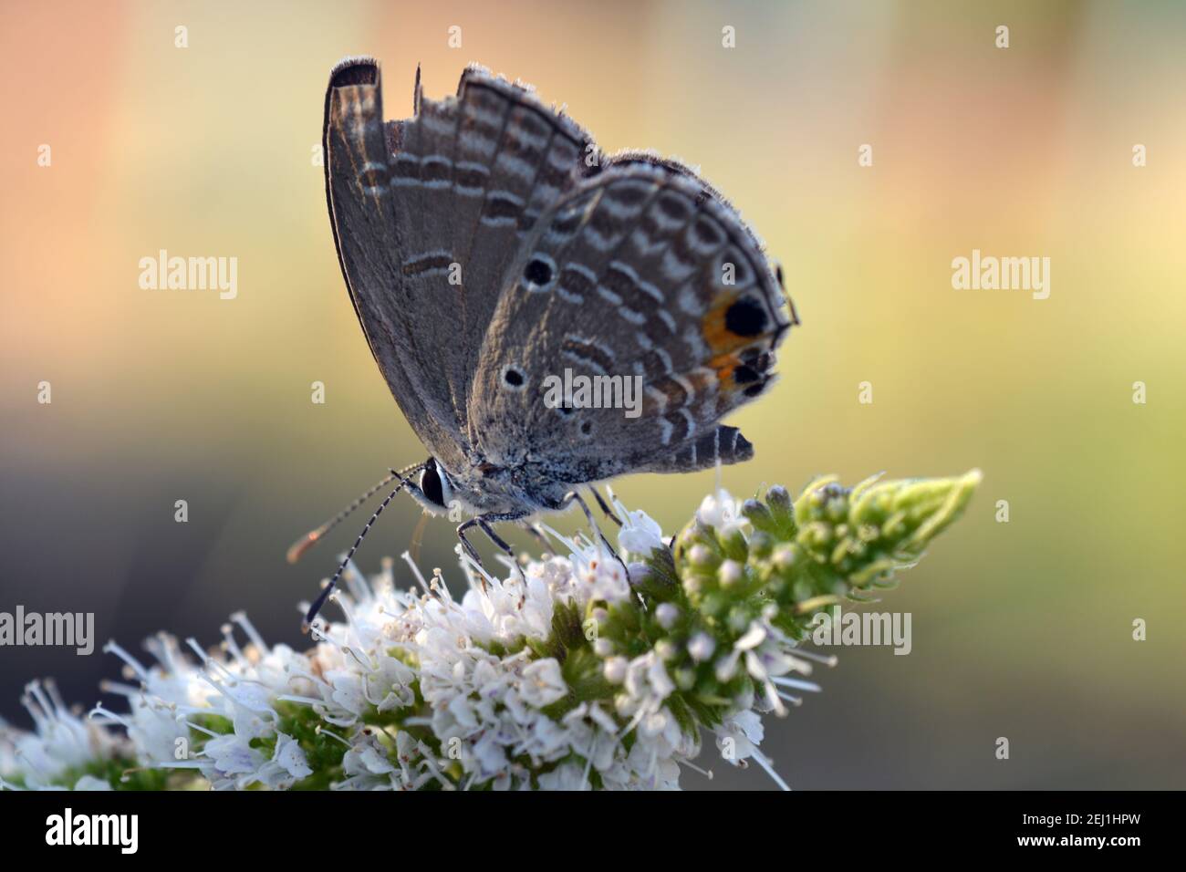 Eine Nahaufnahme eines Schmetterlings auf einer Blume, geflügeltes Insekt auf einer Pflanze, ein Makro von Schmetterling Stockfoto