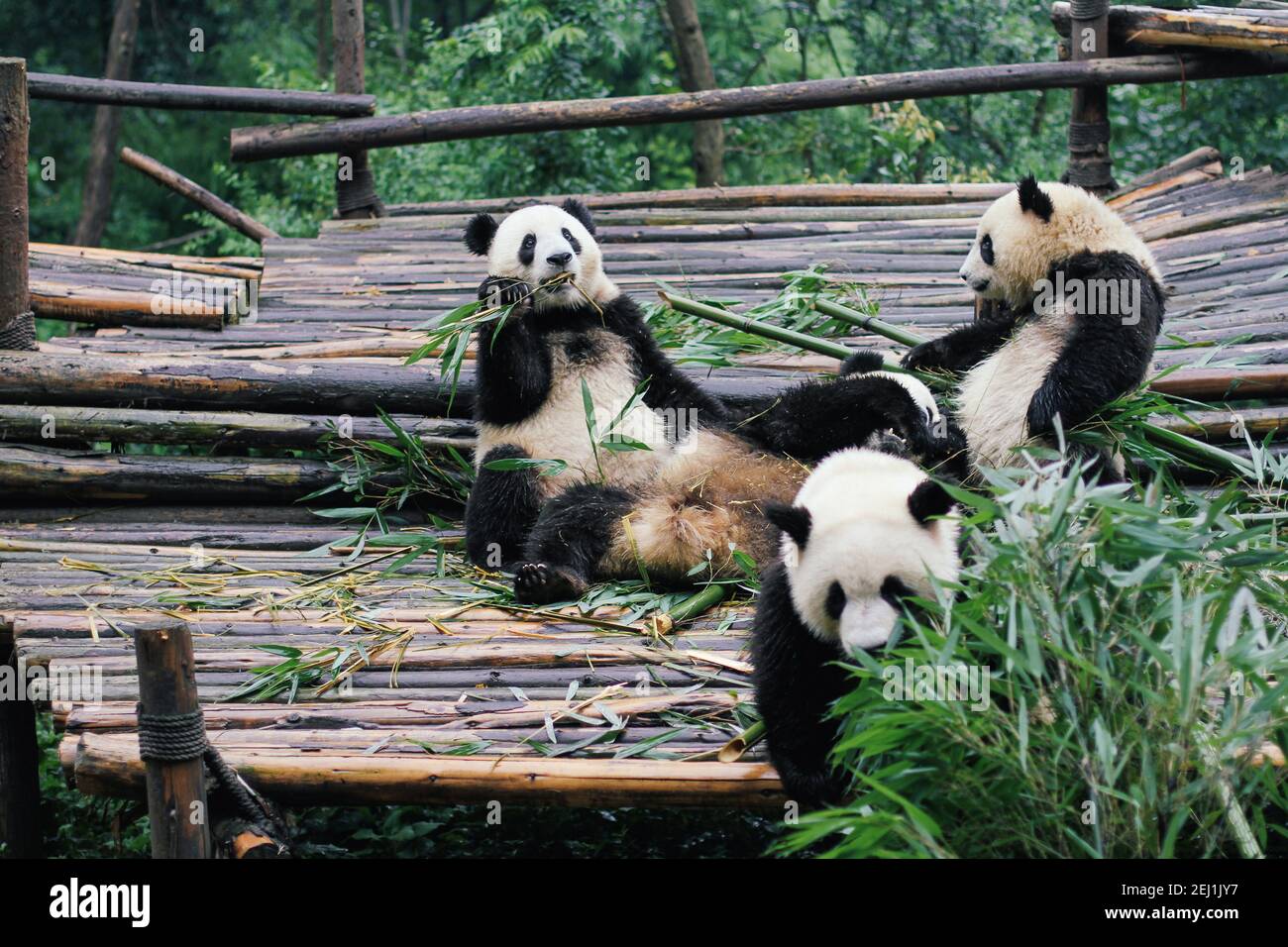 Der riesige Panda, auch bekannt als Pandabär oder einfach der