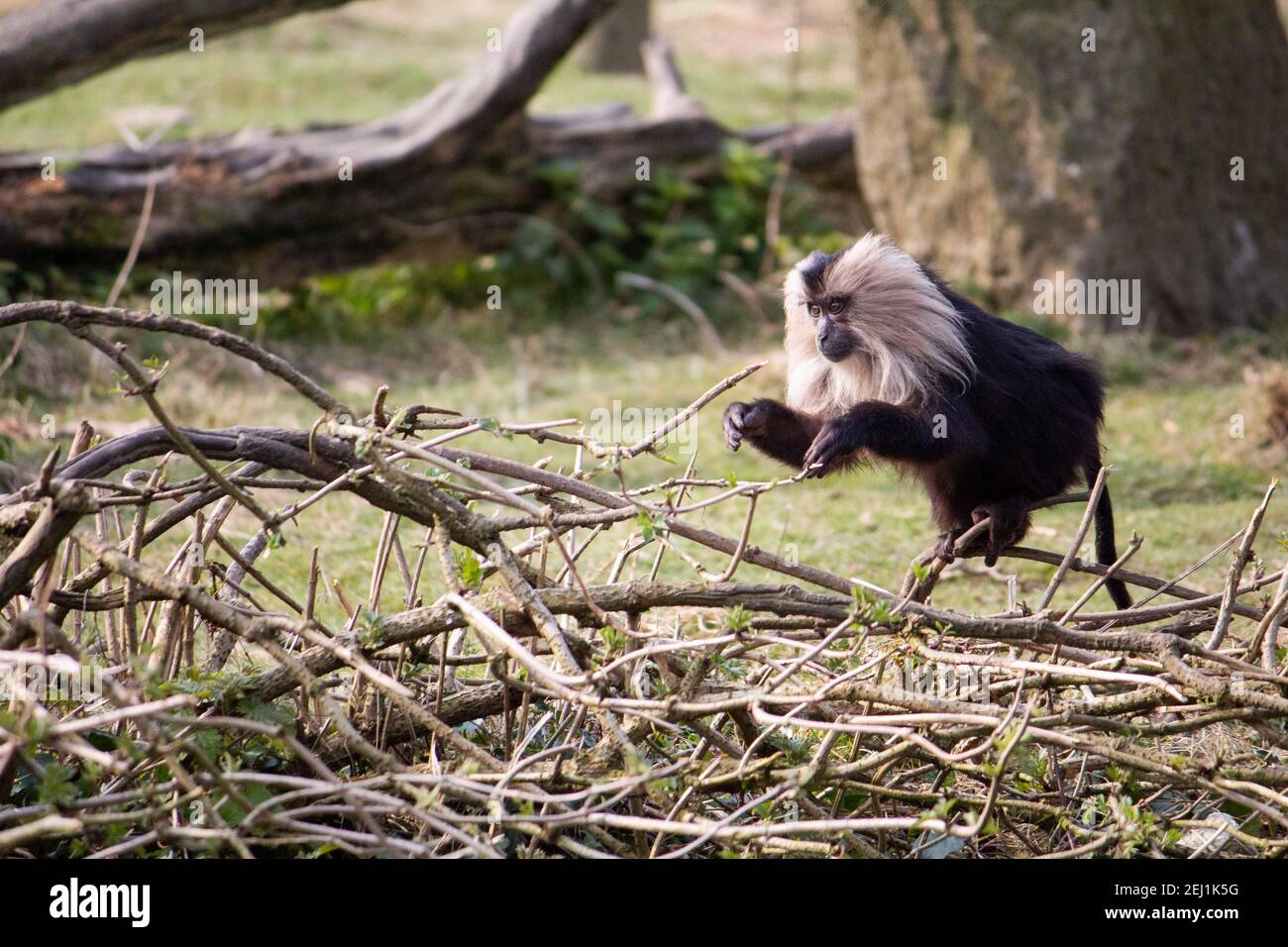 Wilder Affe springt auf einige Äste. Es ist ein kolobusprimas von angola. Stockfoto