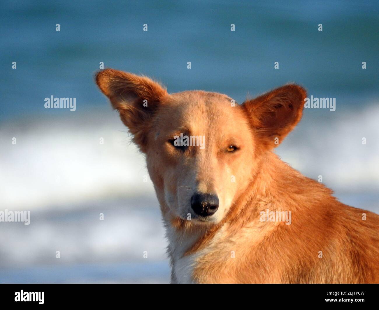 Ein streunender Hund am Strand, ein Porträt eines Haushundes am Ufer, ein entspannter Hund am Strand, ein Straßenhund entspannte sich nach einem Bad im Roten Meer Stockfoto