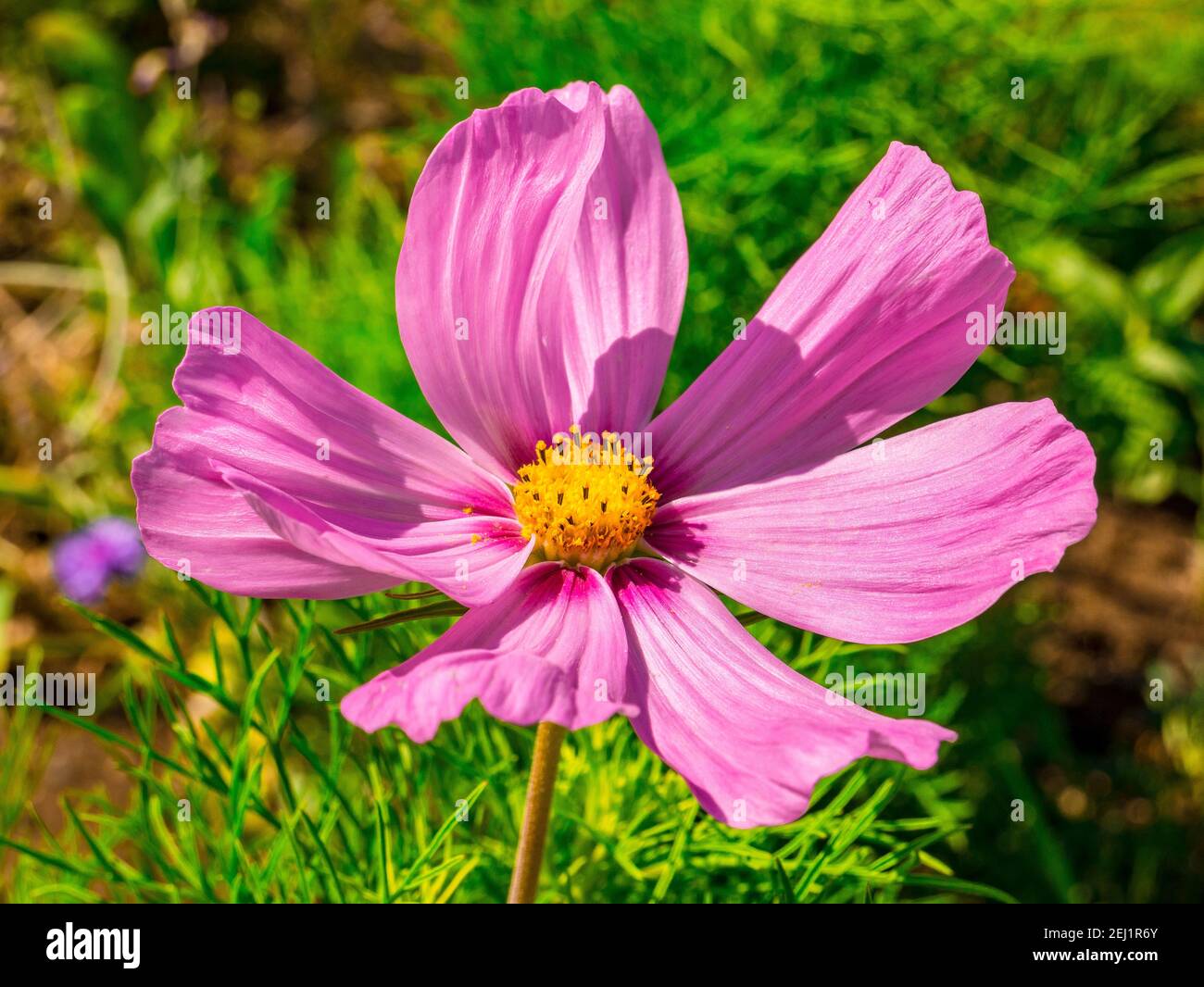 Nahaufnahme einer schönen rosa-violetten Blume (Cosmos bipinnatus), gemeinhin als der Garten Kosmos oder mexikanischen Aster, mit einem Zentrum voller Pollen, die Stockfoto