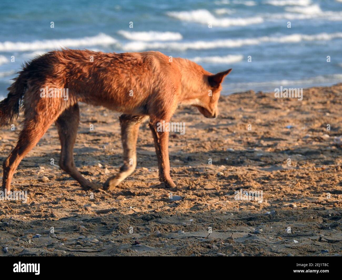 Ein streunender Hund am Strand, ein Porträt eines Haushundes am Ufer, ein entspannter Hund am Strand, ein Straßenhund entspannte sich nach einem Bad im Roten Meer Stockfoto