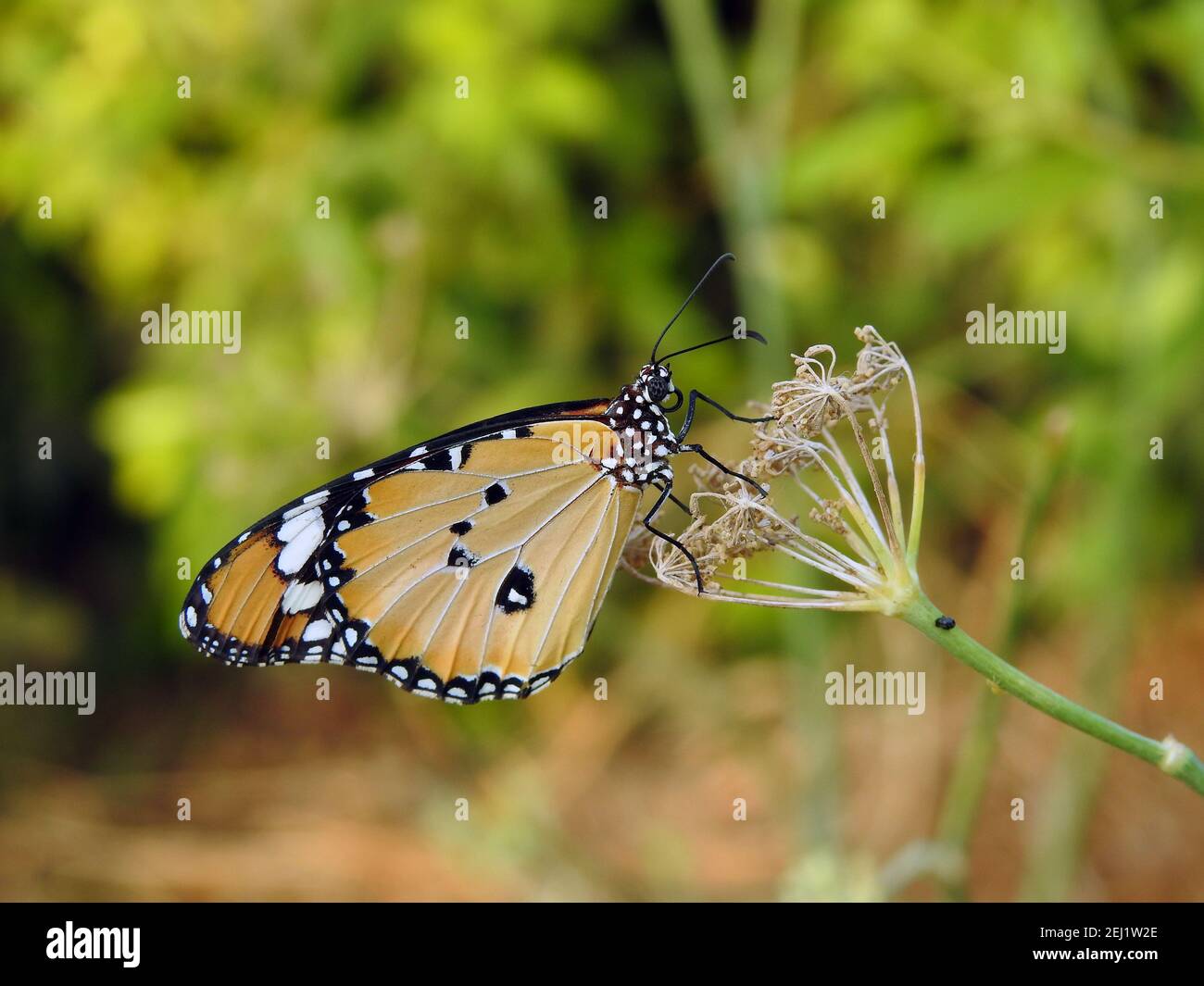 Eine Nahaufnahme von einem Schmetterling, Danaus chrysippus Schmetterling auch als einfacher Tiger, afrikanische Königin oder afrikanische Monarch bekannt verzehrt eine Pflanze Stockfoto
