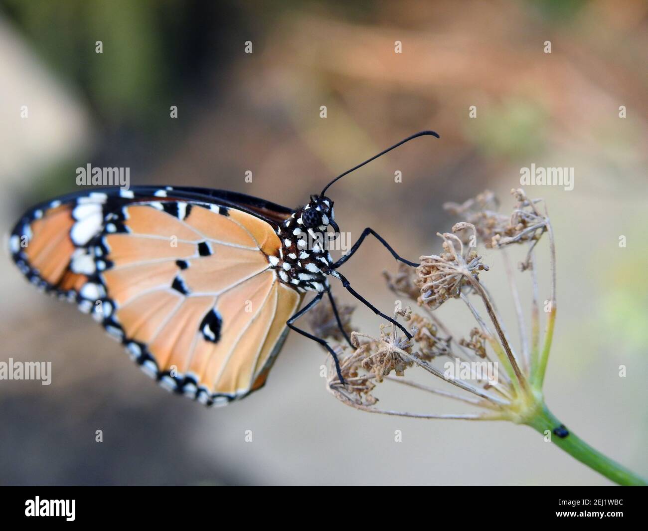 Eine Nahaufnahme von einem Schmetterling, Danaus chrysippus Schmetterling auch als einfacher Tiger, afrikanische Königin oder afrikanische Monarch bekannt verzehrt eine Pflanze Stockfoto