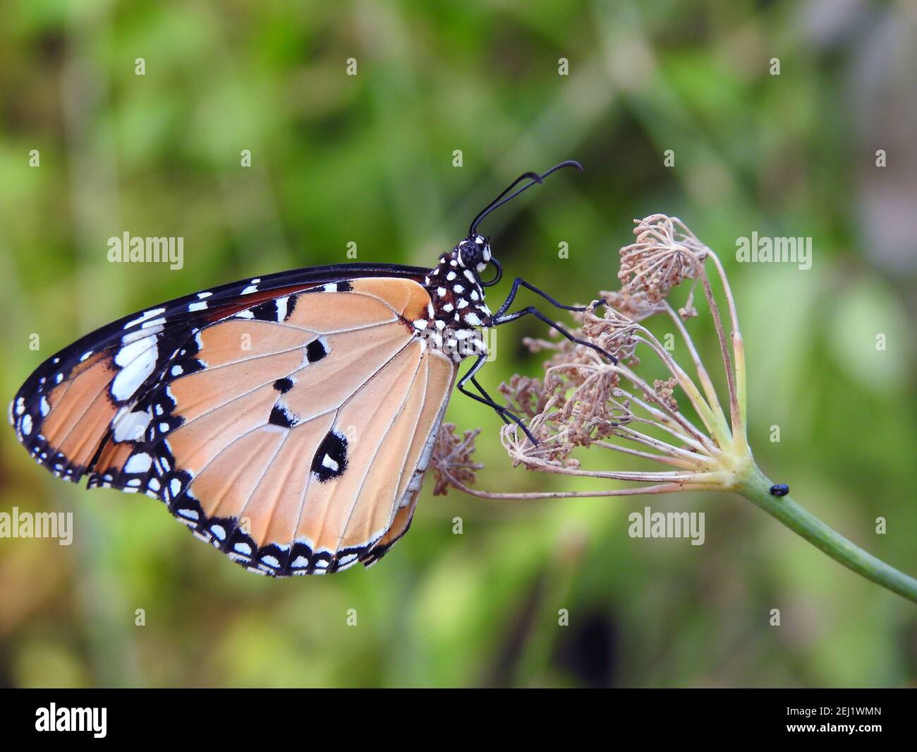 Eine Nahaufnahme von einem Schmetterling, Danaus chrysippus Schmetterling auch als einfacher Tiger, afrikanische Königin oder afrikanische Monarch bekannt verzehrt eine Pflanze Stockfoto