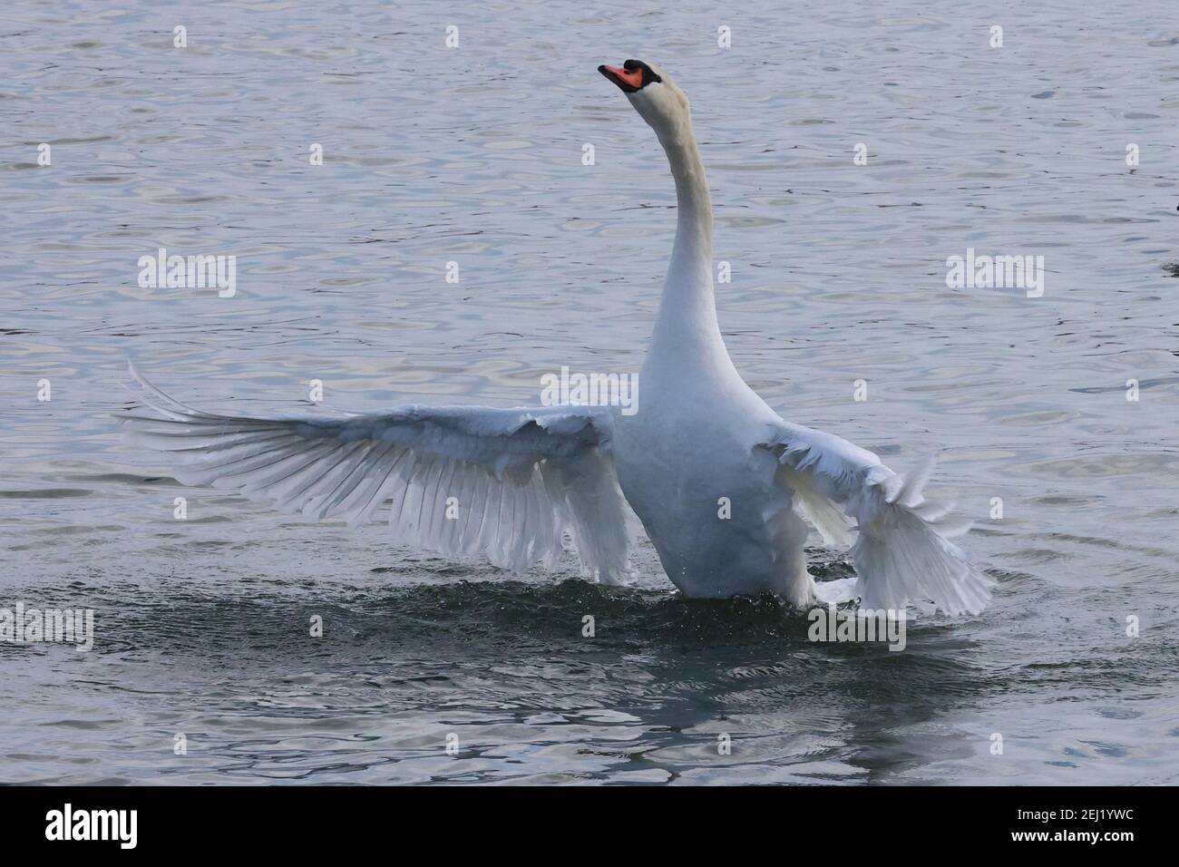 Trompeter und Mute schwans auf dem See im Winter Stockfoto