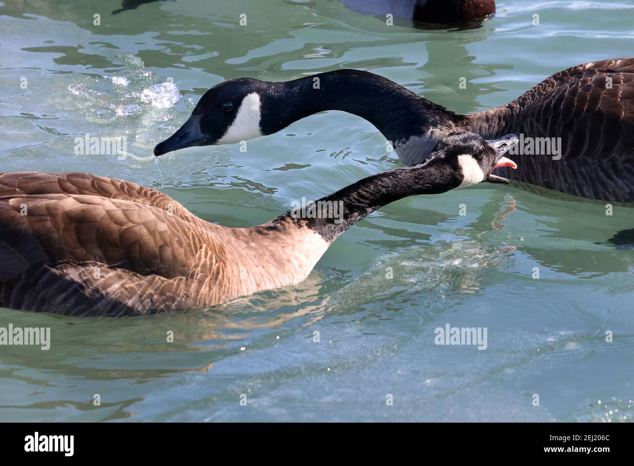 Kanadagans in großer Herde am Hafen für den Winter Stockfoto