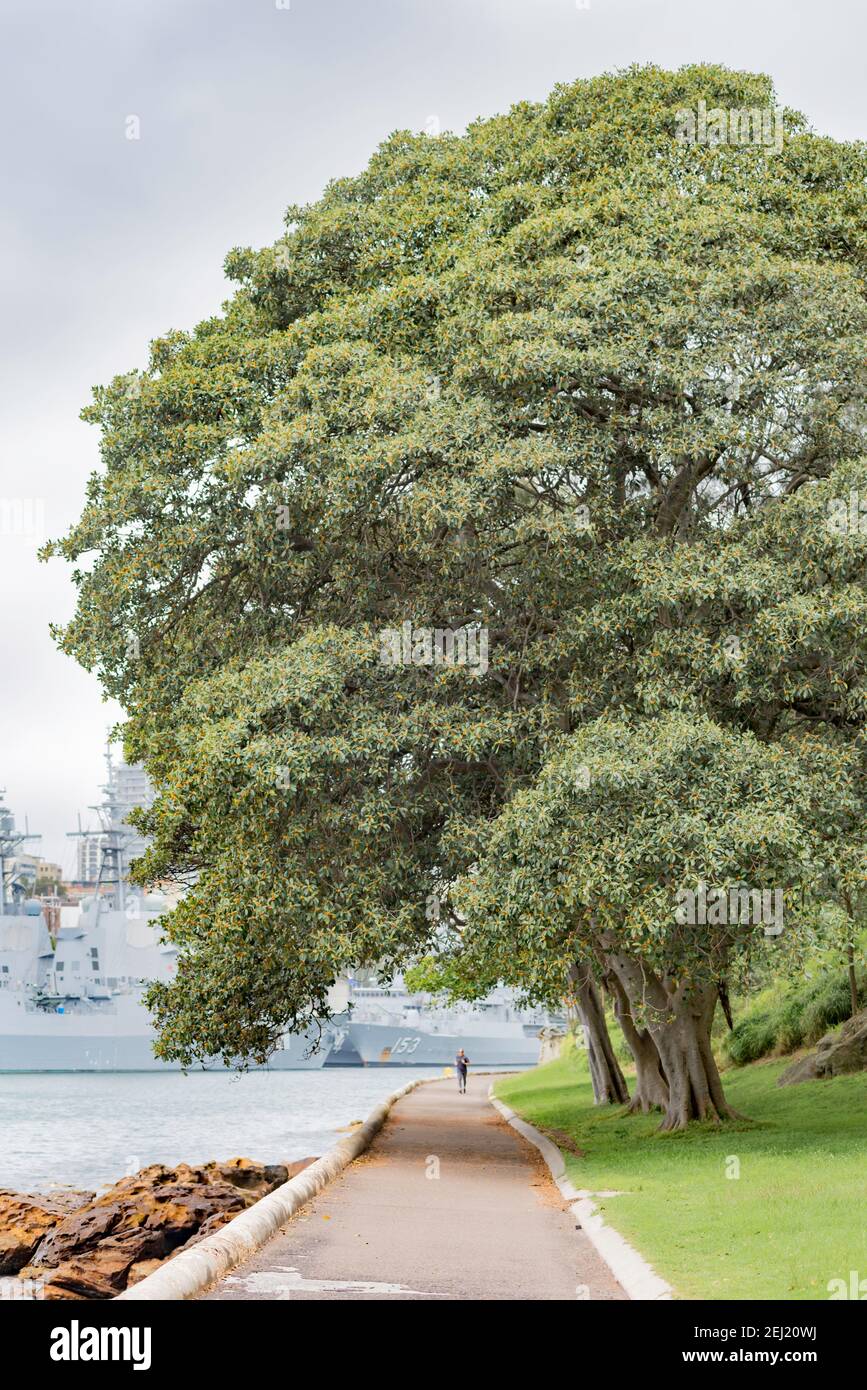 Ein ausgewachsener Port Jackson Feigenbaum (Ficus rubiginosa) in den Royal Botanic Gardens in der Nähe von Mrs Macquarie's Chair in Sydney, Australien Stockfoto