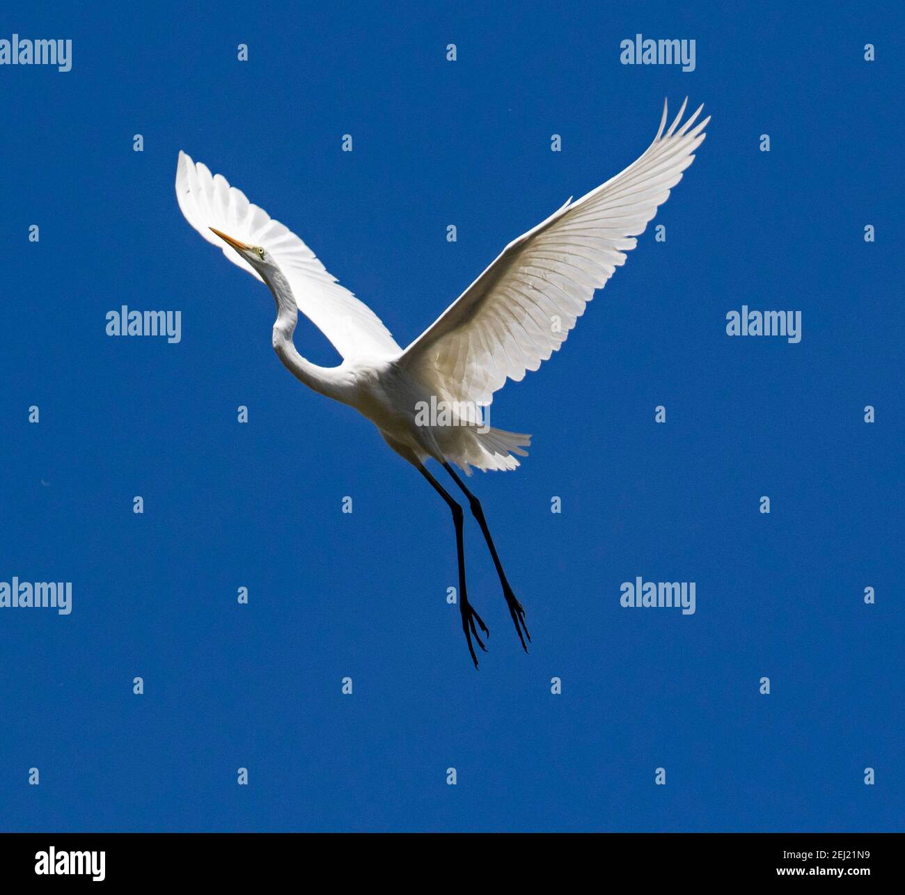 Großer und spektakulärer australischer Federreiher / intermedialer Reiher Ardea Im Flug mit ausgestreckten Flügeln am blauen Himmel in Queensland Stockfoto