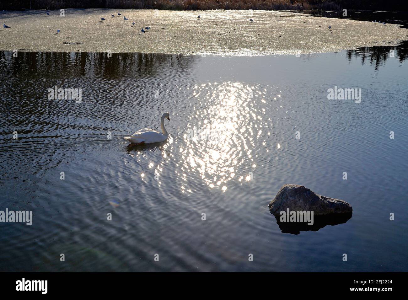 Schwan in der Wildnis im Winter bei Sonnenuntergang Stockfoto