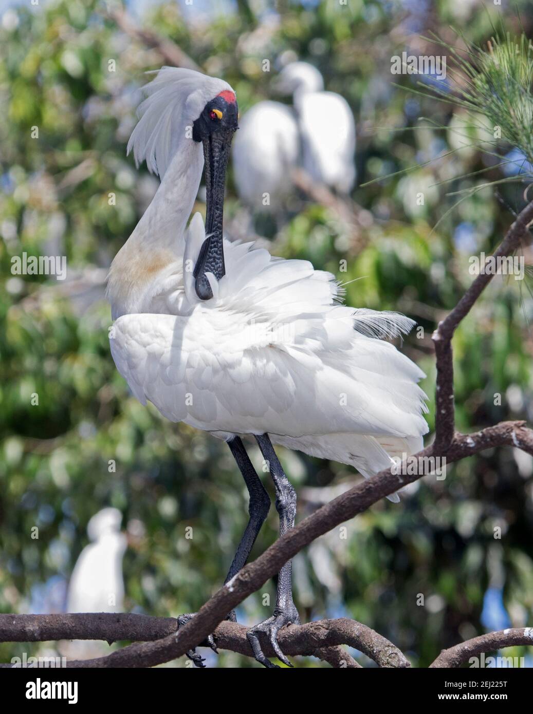 Royal Spoonbill, Platalea regia mit Hochzeitsfedern, in einem Baum thront und seine Federn mit seinem großen Schnabel, in einem Stadtpark in Australien Stockfoto