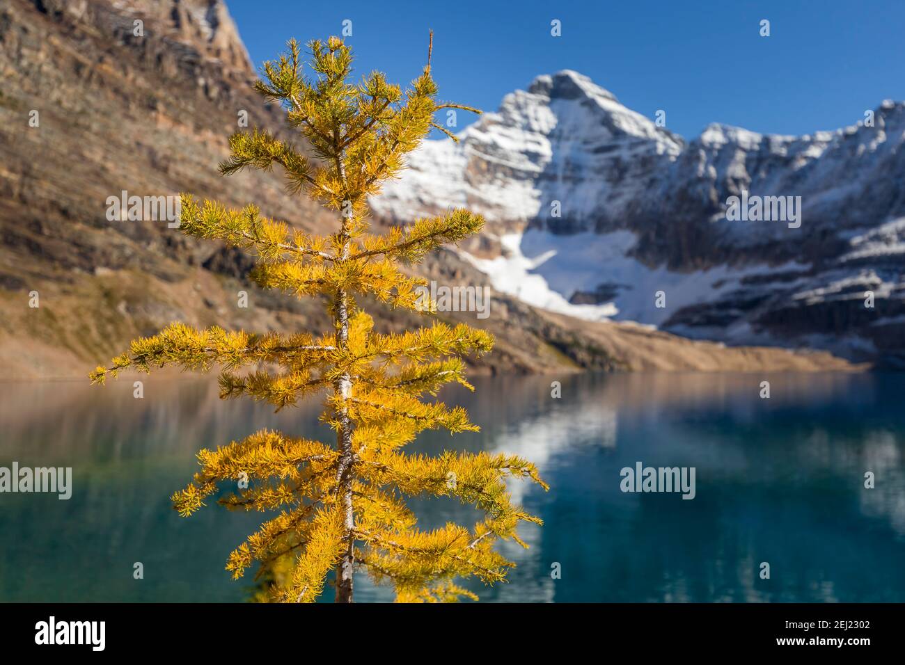Kanadische Rocky Mountains Landschaft einer gelben goldenen Lärche im Herbst mit einem verschwommenen Hintergrund in schwarz und weiß, See, Berge mit Schnee, Kanada Stockfoto