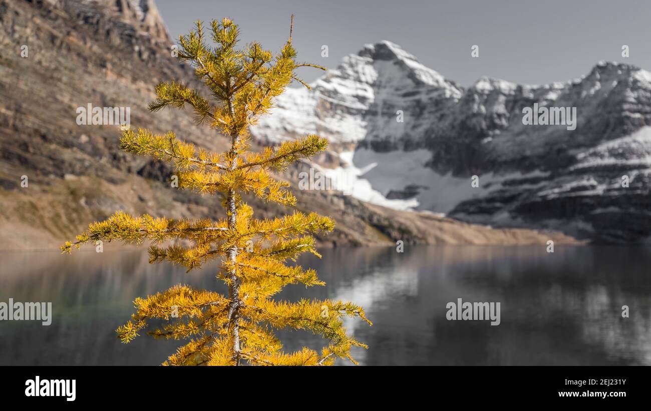 Kanadische Rocky Mountains Landschaft einer gelben goldenen Lärche im Herbst mit einem verschwommenen Hintergrund in schwarz und weiß, See, Berge mit Schnee, Kanada Stockfoto