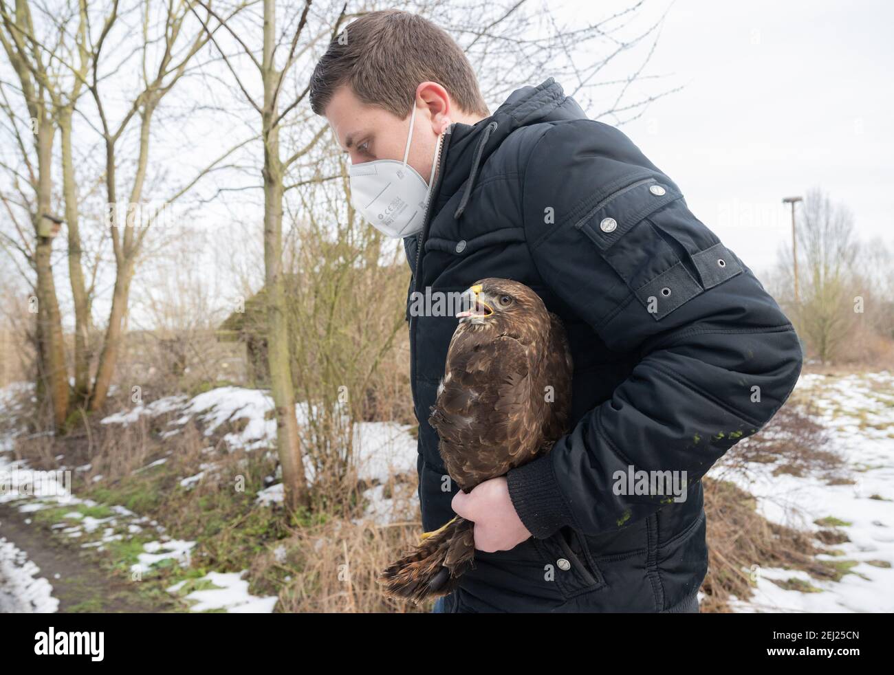 Leiferde, Deutschland. Februar 2021, 19th. Tierpfleger Thies Heintzen hält kurz vor seiner Freisetzung in die Wildnis einen Bussard. Im NABU Species Conservation Center im Landkreis Gifhorn werden zahlreiche Vögel wiederaufgenommen, die im Schnee, Eis und bei niedrigen Temperaturen fast verhungert waren. Die Vögel konnten keine Nahrung mehr finden. Kredit: Julian Stratenschulte/dpa/Alamy Live Nachrichten Stockfoto