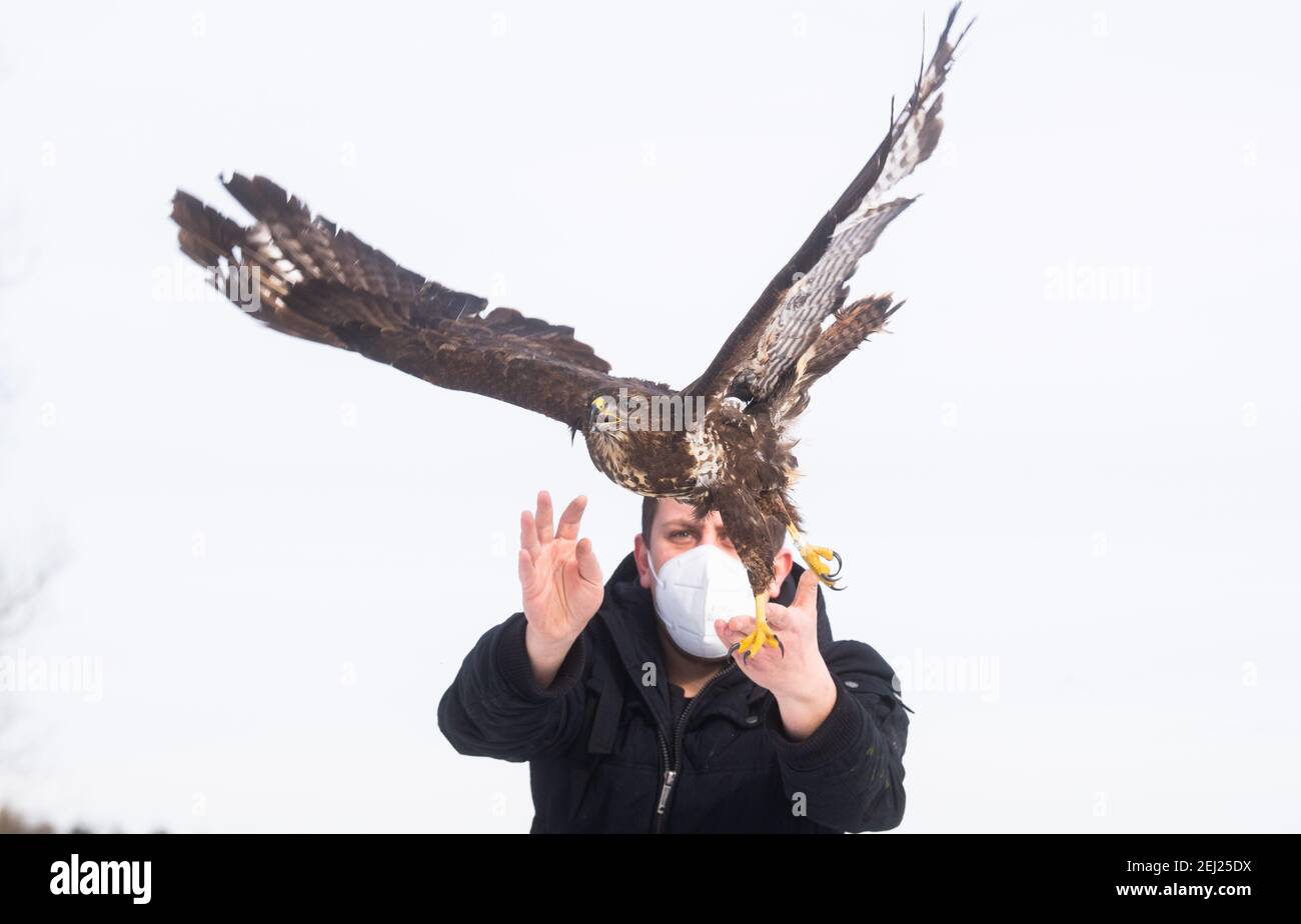 Leiferde, Deutschland. Februar 2021, 19th. Tierpfleger Thies Heintzen pocht einen Bussard auf einem Feld. Im NABU Species Conservation Center im Landkreis Gifhorn werden zahlreiche Vögel wiederaufgenommen, die im Schnee, Eis und bei niedrigen Temperaturen fast verhungert waren. Die Vögel konnten keine Nahrung mehr finden. Kredit: Julian Stratenschulte/dpa/Alamy Live Nachrichten Stockfoto