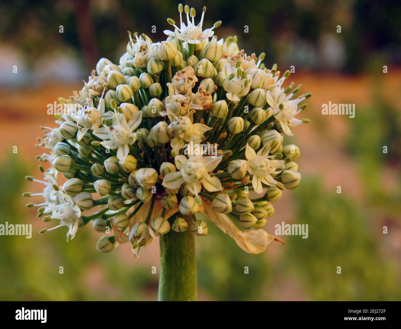 Zwiebel verschrauben, Blühen oder Verschrauben Zwiebel setzen Samen, Zwiebel blühende Köpfe auf dem Gemüsegarten im Sommer, Zwiebelblume Stockfoto