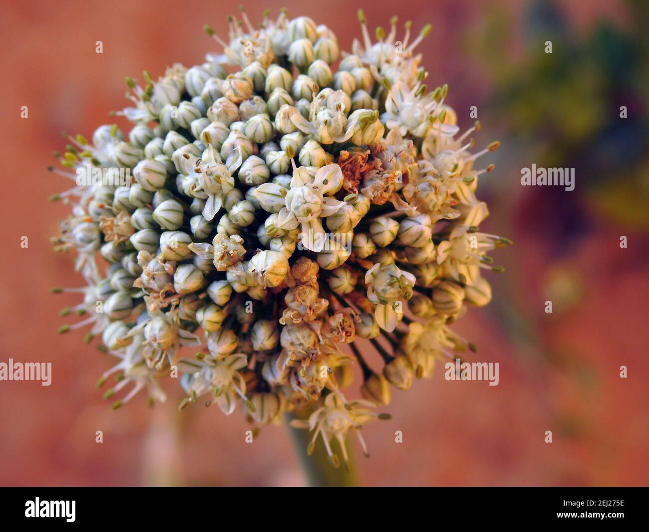 Zwiebel verschrauben, Blühen oder Verschrauben Zwiebel setzen Samen, Zwiebel blühende Köpfe auf dem Gemüsegarten im Sommer, Zwiebelblume Stockfoto