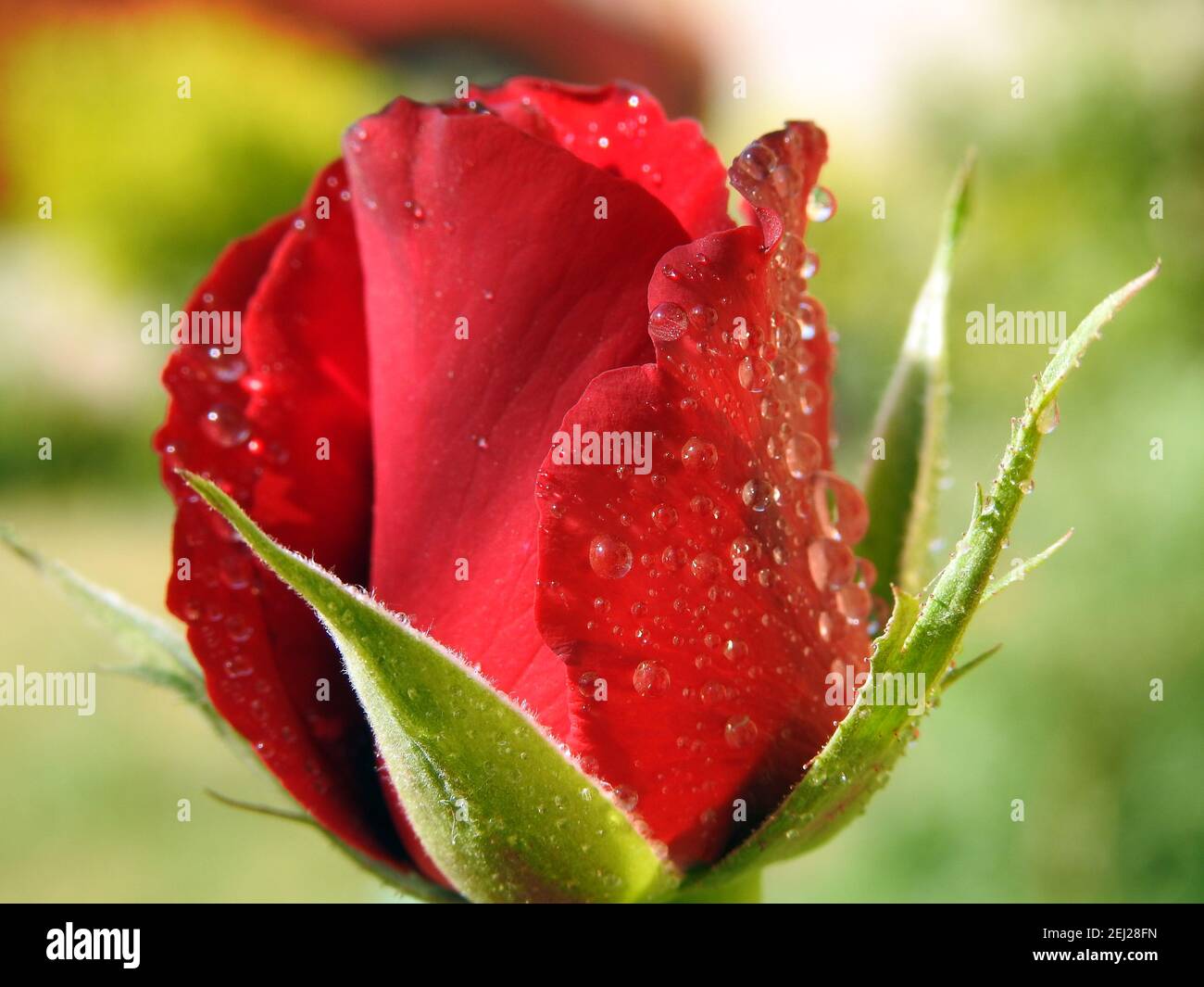 Eine Nahaufnahme einer wachsenden roten Rosenblüte mit Wassertropfen und Tröpfchen auf den Rosenblättern, Regentropfen auf roter Rose, Tautropfen Stockfoto