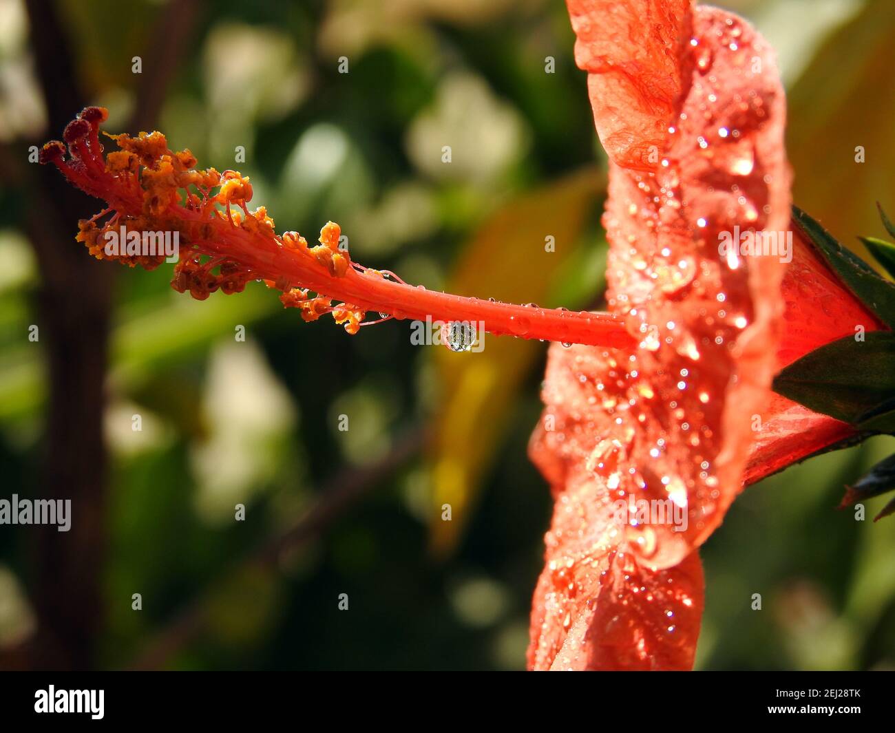 Eine Nahaufnahme einer roten Hibiskusblüte mit Wassertropfen, einer roten Blume mit Tau-Tropfen darauf, einem roten Hibiskus mit Regentropfen Stockfoto