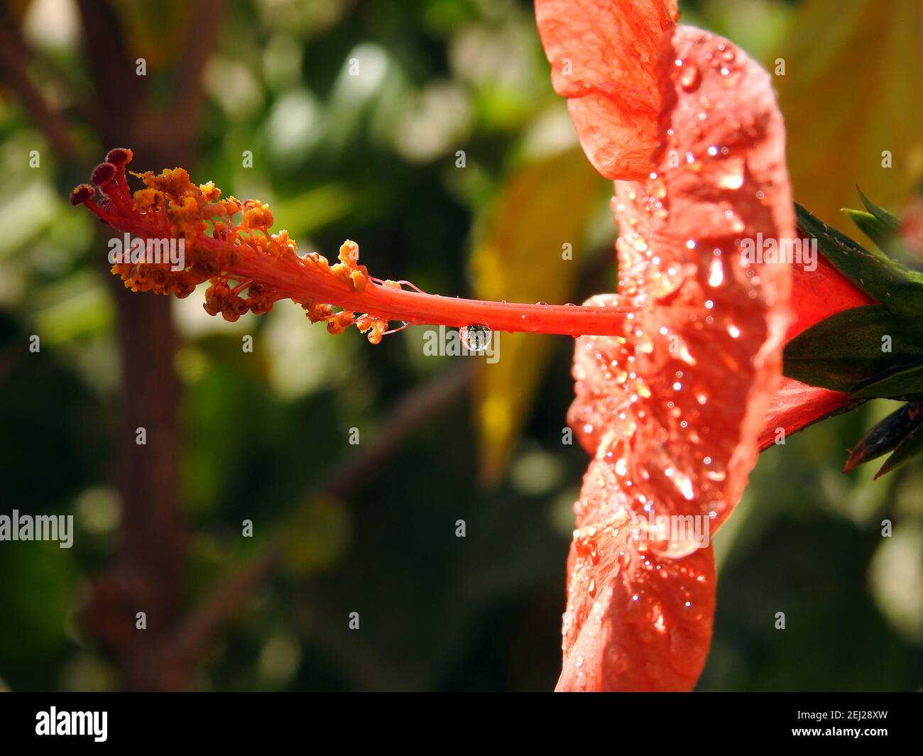 Eine Nahaufnahme einer roten Hibiskusblüte mit Wassertropfen, einer roten Blume mit Tau-Tropfen darauf, einem roten Hibiskus mit Regentropfen Stockfoto