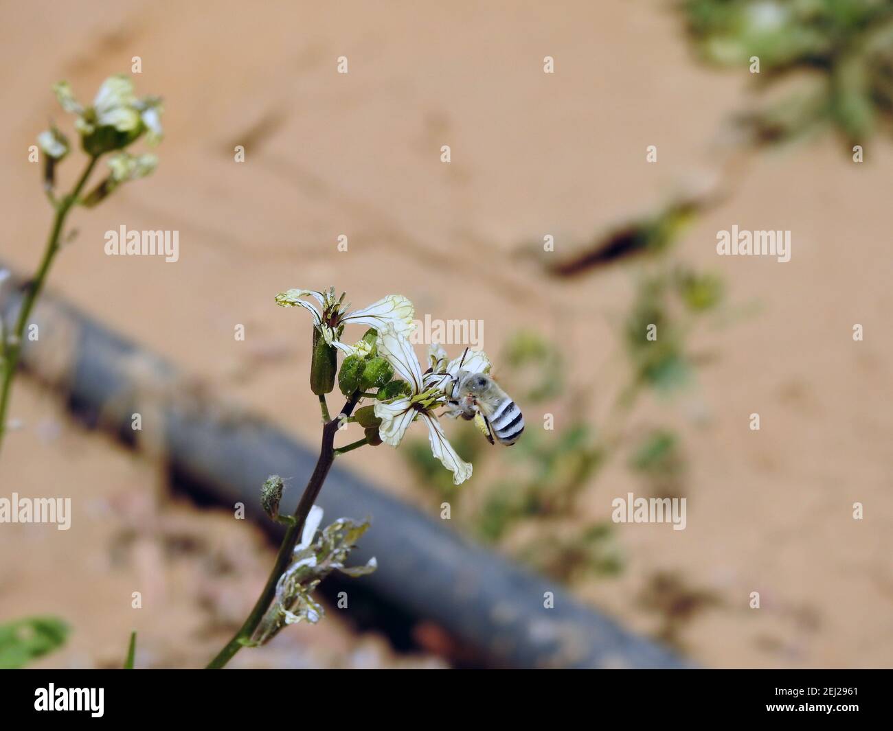 Eine kleine fliegende Biene um eine Rucola Blume, die den Nektar einer Blume verzehrt Stockfoto