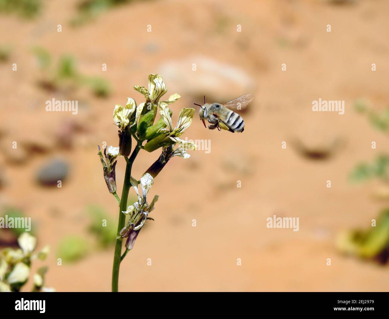 Eine kleine fliegende Biene um eine Rucola Blume, die den Nektar einer Blume verzehrt Stockfoto