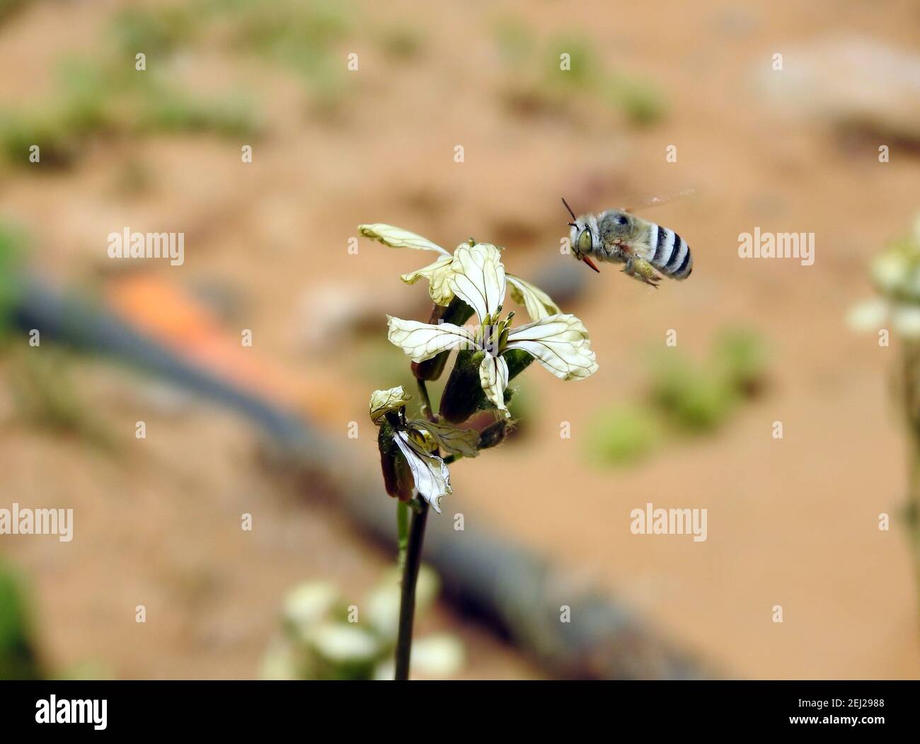 Eine kleine fliegende Biene um eine Rucola Blume, die den Nektar einer Blume verzehrt Stockfoto