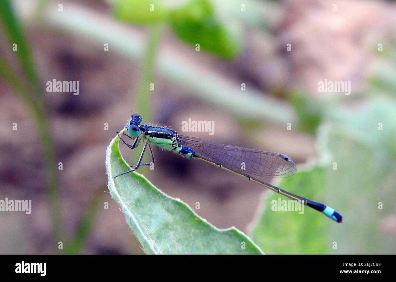 Eine Nahaufnahme für ein Damselfly-Insekt, EINE Nahaufnahme für ein Damselfly-Insekt, eine Makrofotografie einer Zygoptera Stockfoto