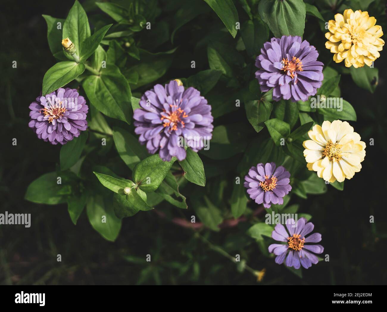 Die Blume im Garten Stockfoto