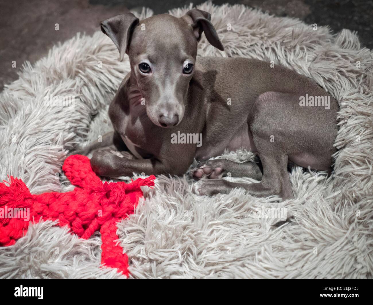 !0 Wochen alter italienischer Greyhound Welpe Stockfoto