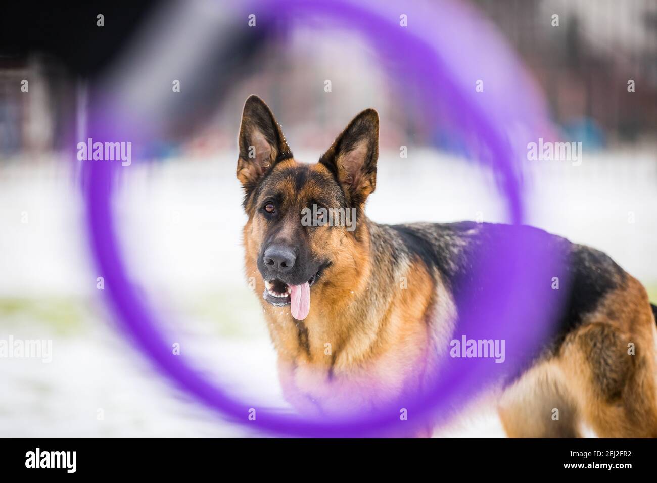 Deutsch junger Schäferhund führt die Befehle des Besitzers durch den Schnee laufen. Spielen mit dem Ring. Stockfoto