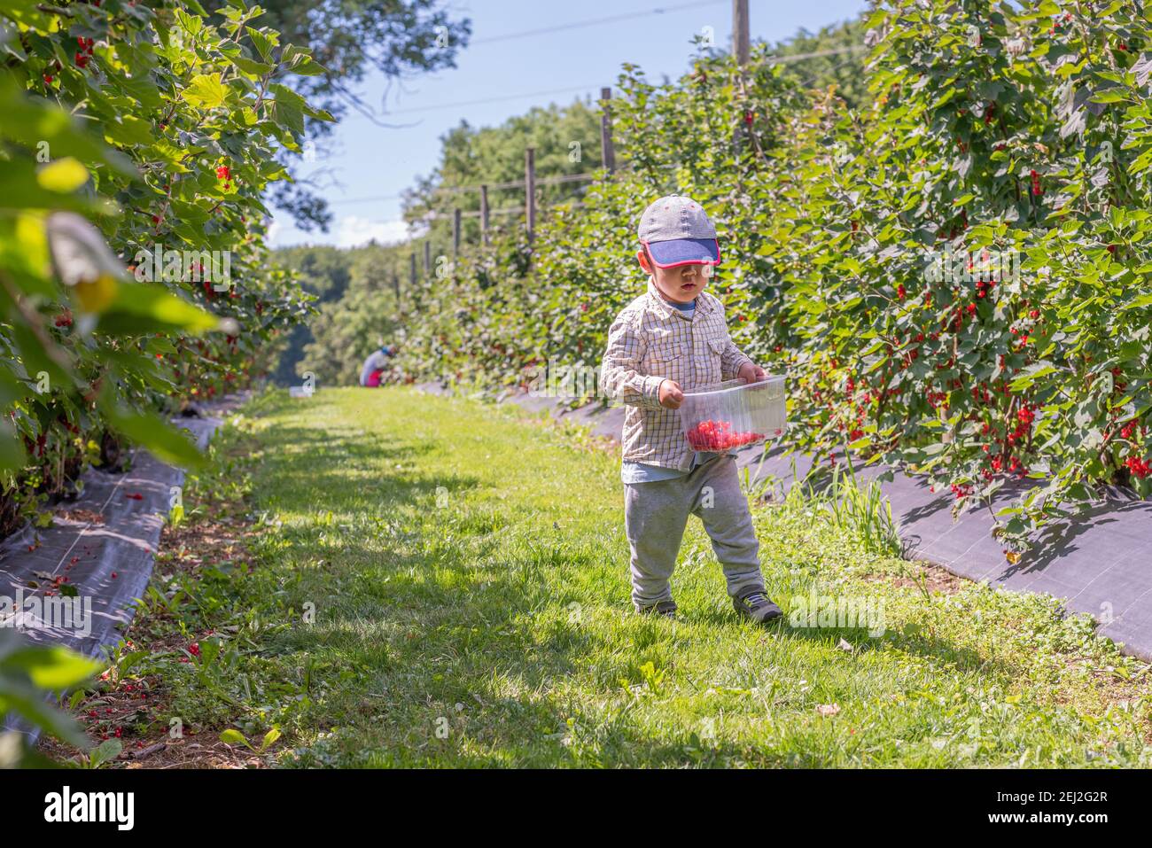 Kind im Garten. Ein asiatischer Junge, der mit einem Obstkorb spazierengeht. Selbstpflücken auf einem Bauernhof an einem sonnigen Tag. Vevey, Schweiz. Rote Johannisbeeren. Rippe Stockfoto