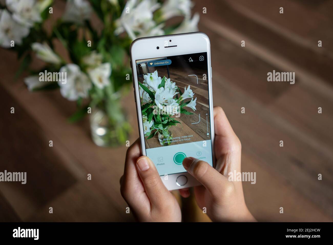 Ein Mädchen verwendet das BildDiese App auf einem iPhone, um eine Blume zu identifizieren, indem es ein Foto macht. Die Blume auf dem Bild ist Peruanische Lilie (Lilie der Inkas). Stockfoto