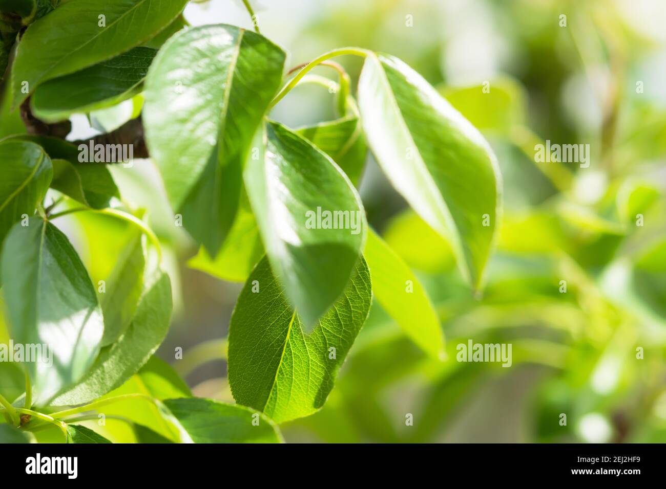 Grüne Birnenblätter aus der Nähe auf einem Zweig im Garten. Frühlingsgrün natürlicher Hintergrund in hellem Sonnenlicht. Das Konzept einer großen Stimmung, Wohlstand, spr Stockfoto